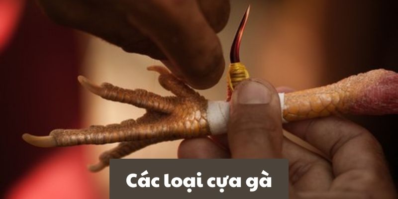 Hướng dẫn cách lên cựa gà chọi đánh bại đối thủ một cách hiệu quả 2 Những loại cựa gà thường được ưa chuộng hiện nay
