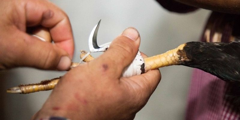 Hướng dẫn cách lên cựa gà chọi đánh bại đối thủ một cách hiệu quả 4 Hướng dẫn cách băng cựa gà chọi