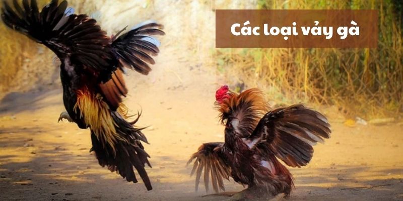 Khám phá những bí quyết tinh tế để phân biệt các loại vảy gà nổi bật 3 Các loại vảy gà chọi quan trọng mà bạn nên nắm rõ